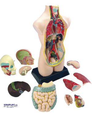 Torso groß Homo sapiens zum Zerlegen - Kisus e.K. - Kinder, spiel und Spaß