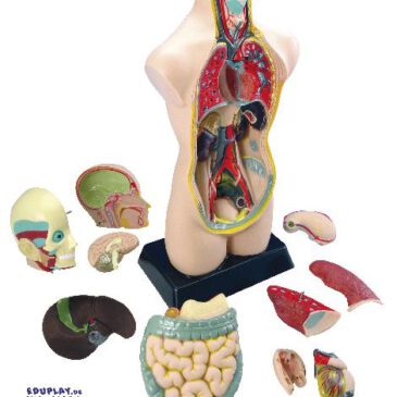 Torso groß Homo sapiens zum Zerlegen - Kisus e.K. - Kinder, spiel und Spaß