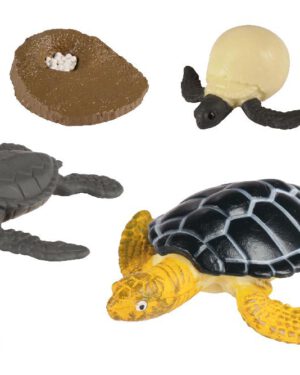 Lebenszyklen Meeresschildkröte Wie tierisches Leben entsteht Die Modelle zum "Begreifen" der Entwicklungsstadien zeigen, wie sich die Lebewesen entwickeln. - Kisus e.K. - Kinder, Spiel und Spaß - Fachgroßhandel für Schule, Kita und Kindergarten