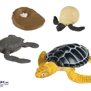 Lebenszyklen Meeresschildkröte Wie tierisches Leben entsteht Die Modelle zum "Begreifen" der Entwicklungsstadien zeigen, wie sich die Lebewesen entwickeln. - Kisus e.K. - Kinder, Spiel und Spaß - Fachgroßhandel für Schule, Kita und Kindergarten