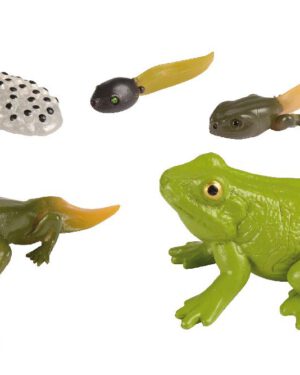 Lebenszyklen Frosch Wie tierisches Leben entsteht Die Modelle zum "Begreifen" der Entwicklungsstadien zeigen, wie sich die Lebewesen entwickeln.