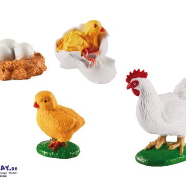Lebenszyklen Huhn
