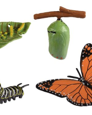 Lebenszyklen Schmetterling