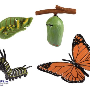 Lebenszyklen Schmetterling