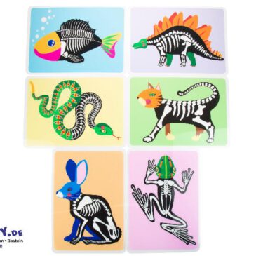 Tierskelett Bilder 6er Set Fast wie bei Röntgenbildern ... können Kinder auf dem Leuchttisch die Skelette von sechs verschiedenen Tieren entdecken. Auf den lichtdurchlässigen Folien sind Gräten und Knochen zu erkennen, die den Lebewesen ihre Gestalt geben und verschiedene Fortbewegungsmöglichkeiten nachvollziehen lassen. Kisus e.K. - Kinder, Spiel und Spaß - Großhandel für Kita, Kindergarten Krippe, Hort und Schule