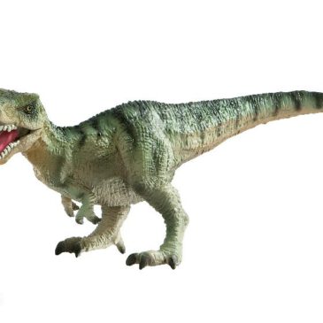 Tyrannosaurus Spielfigur Der Tyrannosaurus zählt zu den größten ... unter den Fleischfressern - ein König unter den räuberischen Reptilien. Er wurde ca. 13 Meter lang, 4 Meter hoch und hatte einen riesigen Schädel mit 15 cm langen Dolchzähnen. Mit einem einzigen Schritt konnte der Tyrannosaurus fast 4 Meter zurücklegen. Er lebte vor ca. 70 Mio. Jahren im Raum Nordamerika. Die Figur ist naturalistisch von Hand bemalt. Der Unterkiefer der Spielfigur ist beweglich, sodass Tyrannosaurus auf Beutejagd gut zupacken kann.