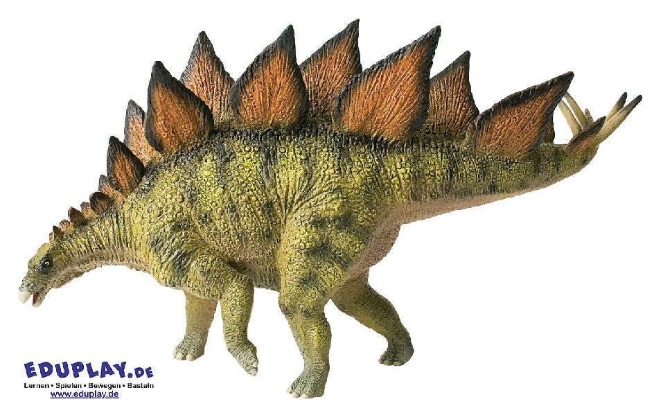 Stegosaurus Spielfigur Der Stegosaurus gehört zur Gattung der Dinosaurier Er lebte vor 195 Millionen Jahren in Nordamerika. Das ca. 6 Meter lange und 2,5 Meter hohe Urtier hatte zum Schutz vor Feinden dicke, zweireihige Knochenplatten über den Rücken verteilt und mächtige Stacheln am Schwanzende. Der Stegosaurier war ein reiner Pflanzenfresser und bewegte sich nur langsam auf allen Vieren. Bedingt durch seinen kleinen Kopf hatte er nur ein kleines Gehirn, dafür aber im Rückenmark ein zweites Nervensystem in zehnfacher Größe. Die Figur ist naturalistisch von Hand bemalt.