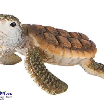 Meeresschildkröte Spielfigur Diese Schildkröten leben im Wasser ... Zum Atmen strecken Meeresschildkröten den Kopf aus dem Wasser. Zum Teil atmen sie auch durch die Haut. Manche bleiben im Winter sogar für Wochen unter dem Eis. Das Weibchen geht zur Geburt an Land. Dort gräbt sie eine tiefe Grube, in die sie die Eier legt. Danach wird diese wieder zugeschüttet. Die Sonne brütet nun die Eier aus. Wenn die Jungen schlüpfen, rennen sie sofort zum Meer, damit sie nicht von Vögeln gefressen werden. Es gibt insgesamt sieben verschiedene Arten. Je nach Art werden sie unterschiedlich groß, schwer und alt. Auch ihr Aussehen unterscheidet sich deutlich. Die Meeresschildkröte ernährt sich von Seegras, Algen, Tang, Quallen, Schwämmen, kleinen Fischen, Schnecken und Tintenfischen. Die PVC-freie Spielfigur ist naturgetreu von Hand bemalt.