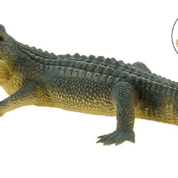 Alligator Spielfigur Der Alligator gehört zur Familie der Krokodile ... Alligatoren sind große und gefährliche Tiere. Der Alligator lebt im Wasser und kann sehr gut schwimmen. Mit Hilfe seines langen Schwanzes und seinen Beinen bewegt er sich schnell im Wasser fort. Morgens und abends liegt er auf Sandbänken und die Nacht verbringt er im Wasser. Wenn er Hunger hat, geht er auf Jagd. Alligatoren sind sehr gute Jäger. Meistens liegen sie im Wasser und warten darauf, dass Beute auftaucht und packen dann zu. Ihr Opfer wird ins Wasser getaucht und ertränkt. Da sie mit ihren Zähnen nur zubeißen können, aber nicht kauen, verschlingen sie die Fleischstücke ganz. Die PVC-freie Spielfigur ist naturgetreu von Hand bemalt. Mit dem Gütesiegel SPIEL GUT ausgezeichnet.