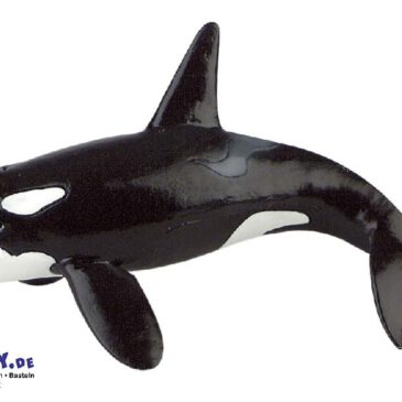 Orca Wal Spielfigur Der Schwertwal oder auch Orca ist weltweit verbreitet ... bewohnt jedoch bevorzugt küstennahe Gewässer in höheren Breiten. Er zählt zu den Raubtieren und frisst Fische, Tintenfische, Seelöwen, Delphine, Robben und sogar andere Wale. Die Schwertwale leben in starken Sozialverbänden, was ihnen beim Jagen sehr zur Hilfe kommt. So können sie nämlich voneinander lernen und ihre Jagdtechnik perfektionieren. Die Babys der Wale werden Kälber genannt. Sie wachsen im Bauch der Mutter heran. Gleich nach der Geburt können sie schwimmen. Von ihrer Mutter werden sie gesäugt bis sie feste Nahrung fressen können. Die PVC-freie Spielfigur ist naturgetreu von Hand bemalt.