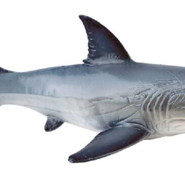 Hai Spielfigur Der weiße Hai ist die größte fleischfressende Hai-Art weltweit ... er ernährt sich von Robben, Seehunden, Seelöwen, Delphinen, Schildkröten, Thunfischen, Vögeln und sogar anderen Haien. Die Tiere gelten allgemein als sehr neugierig und können oft dabei beobachtet werden, menschliche Aktivitäten zu untersuchen oder häufig in der Nähe von Booten, den Kopf aus dem Wasser zu strecken. Leider kam es aufgrund dessen schon öfter zu Unfällen, die für den Menschen mitunter tödlich endeten. Wie alle Hai-Arten hat auch der Weiße Hai ein sogenanntes Revolvergebiss, das heißt seine Zähne können bei Verlust jederzeit nachgebildet werden. Die PVC-freie Spielfigur ist naturgetreu von Hand bemalt.