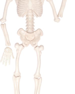 Sandformen menschliches Skelett Kinderleicht Skelette aus Sand bauen ... Aus mehreren Formen können Kinder ihre eigenen Saurier gestalten. 15-teilig.