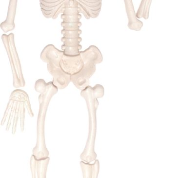 Sandformen menschliches Skelett Kinderleicht Skelette aus Sand bauen ... Aus mehreren Formen können Kinder ihre eigenen Saurier gestalten. 15-teilig.